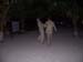 wedding (11158)