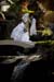 Wedding (101181)
