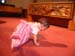 Rehersal (11113)